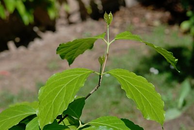 Sinocalycanthus chinensis - sazaníkovec čínský - listy